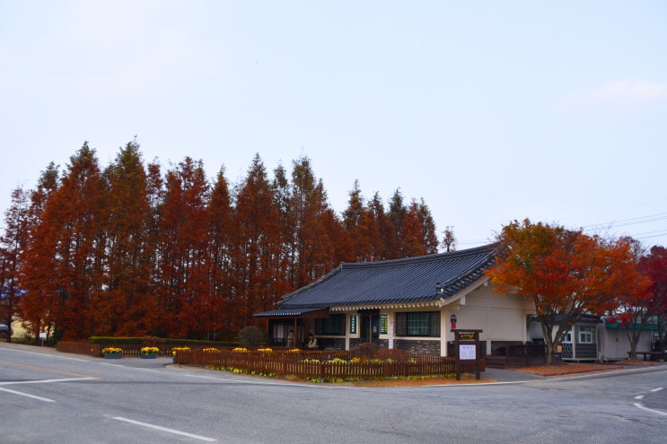  추사고택의 아름다운 단풍