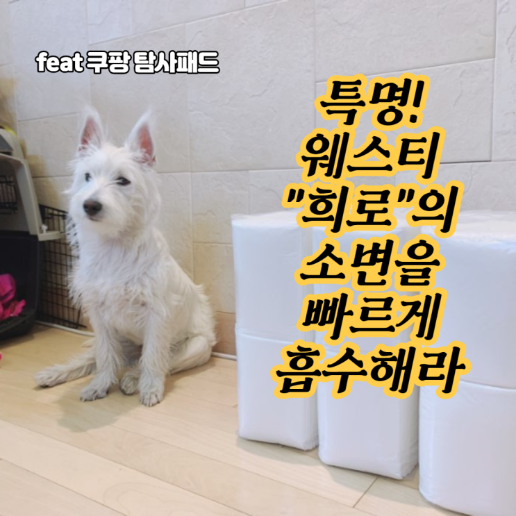  특명! 웨스트 하이랜드 화이트 테리어 희로의 소변을 빠르게 흡수해라! - 강아지배변패드추천, 탐사베이직배변패드,정직한배변패트