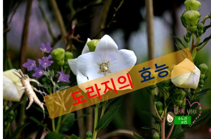 도라지의 효능과 섭취시 주의사항
