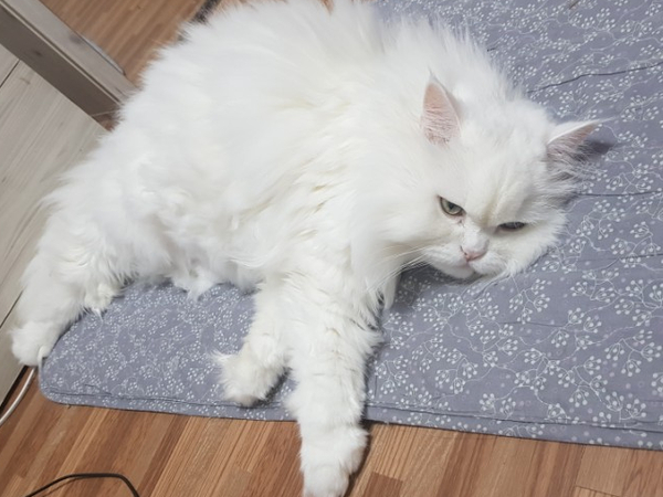  고양이 우울증 증상과 극복에 도움 되는 방법