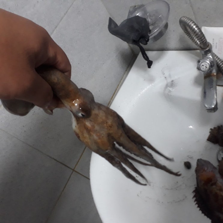  통발낚시로 잡은 제주도 돌문어와 쏨뱅이,우럭 통발미끼는 역시 고등어가 최고야.