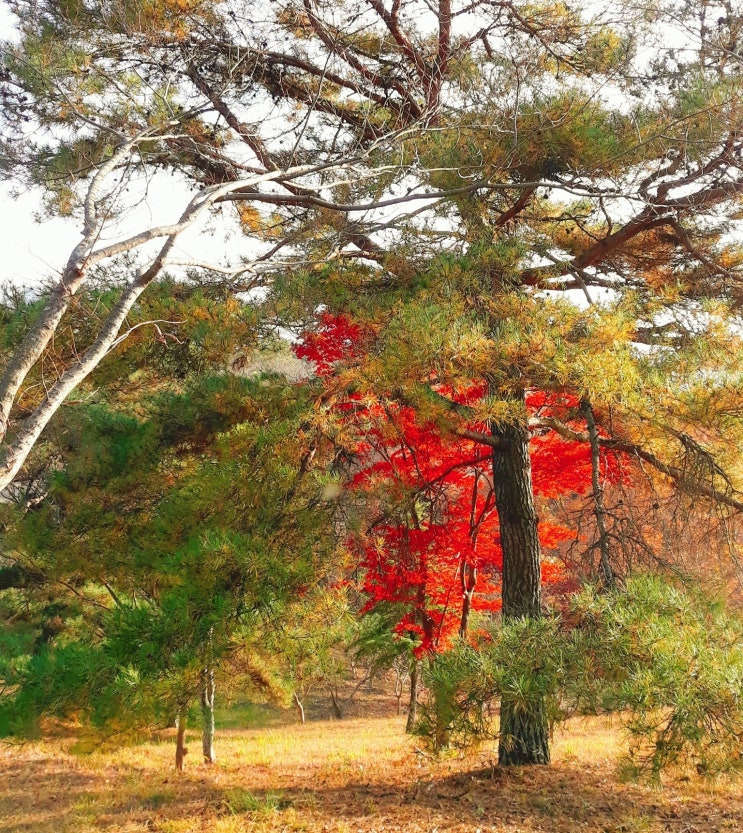 토지보상증액 - 광주중앙도시공원 하천편입 구거편입 도로편입 산업단지 공공사업용지, 토지보상금 불만(이의신청서, 이의제기, 의견서, 보상협의 요청, 협의경위서, 수용재결신청서)