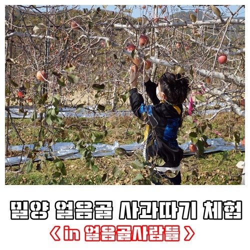 밀양 얼음골 사과, 직접 따는 재미까지 사과따기 체험하고 느껴요 in. 얼음골사람들