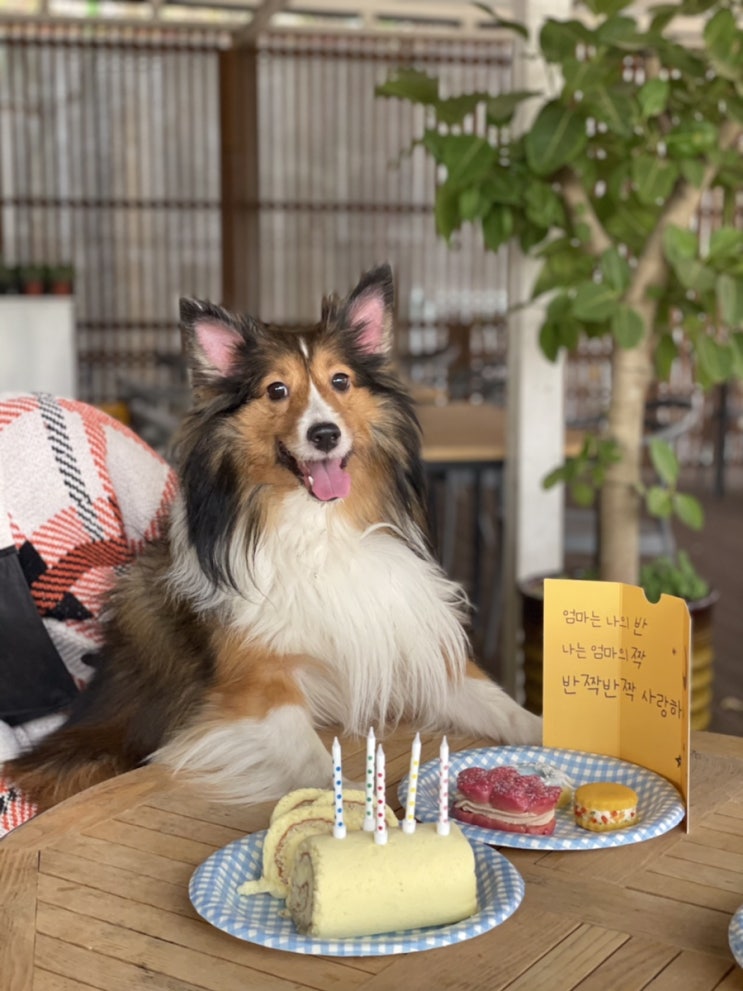 강아지케이크 :: 강아지생일로 최고인 달미펫