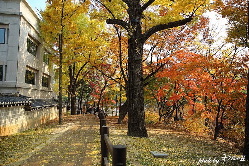 덕수궁 돌담길 걸으며 가을 단풍길 산책 : 네이버 블로그