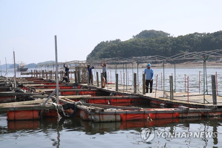 풍랑주의보 뒤 돌돔 집단 폐사…금감원 "보험금 지급해야" 풍랑주의보 뒤 돌돔 집단 폐사…금감원 "보험금 지급해야"