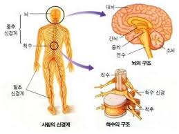  간호학 중추신경계구조기능 척수뇌실 경막지주막 뇌척수액뇌혈관장벽 해부생리학
