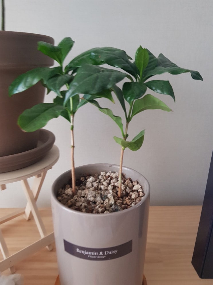 반려식물 원예 / 커피나무 키우기 관리법