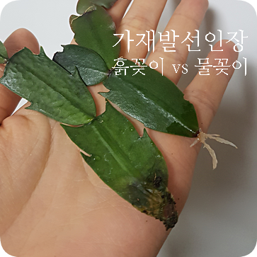  가재발선인장 키우기 #2 가재발선인장 잎꽂이 (물꽂이 vs 흙꽂이 뿌리내림 비교)