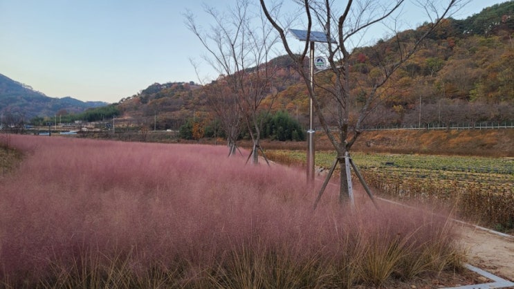 하동 가을여행코스 횡천교 핑크뮬리 & 단풍나무