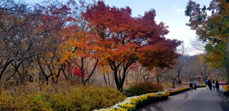  대구 명소 데이트코스, 대구수목원(국화축제, 단풍, 산책)