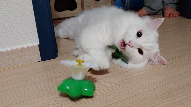 고양이 장난감 회전나비, 일명 지랄나비 후기