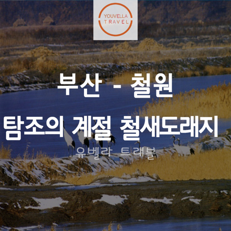  [부산출발] 탐조의 계절 겨울 철새도래지 철원 1박2일 패키지 에어부산