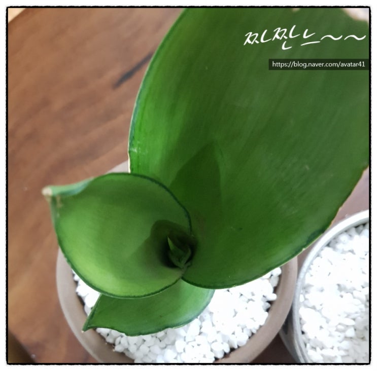  문샤인 산세베리아 키우기
