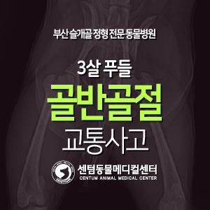  [케이스 소개] 3살 / 푸들 / 골반 골절 / 교통사고 (부산 강아지 응급 수술 동물병원)