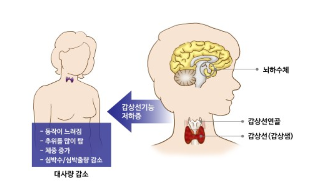 갑상선 호르몬 약/영양제 임신 중 복용법, 주의사항 6