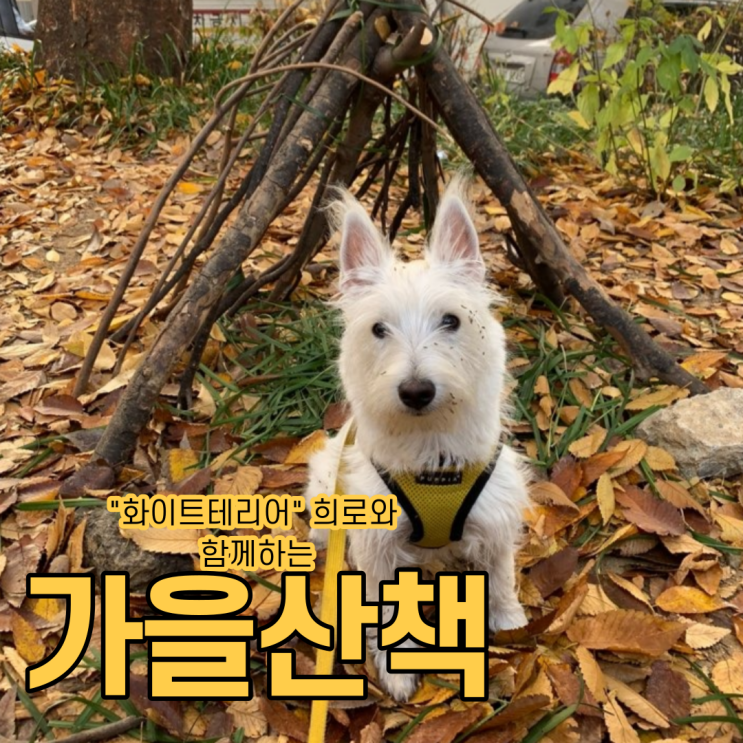  화이트테리어 희로와 함께하는 가을산책 - 잭러셀테리어와 견줄만한 말괄량이 웨스티 feat 강아지추천