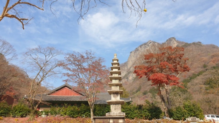 단풍이 절경인 백양사 풍경. 대웅전 뒷편이 딴 세상 같아요.