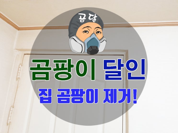  집곰팡이제거 이렇게 하면 된다!