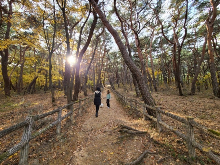  아쉬운 가을의 끝자락을 경주 서출지 통일전에서 간단 차박 차크닉으로..