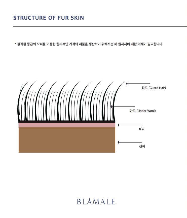  모피 스킨의 구조 / Structure of Fur Skin