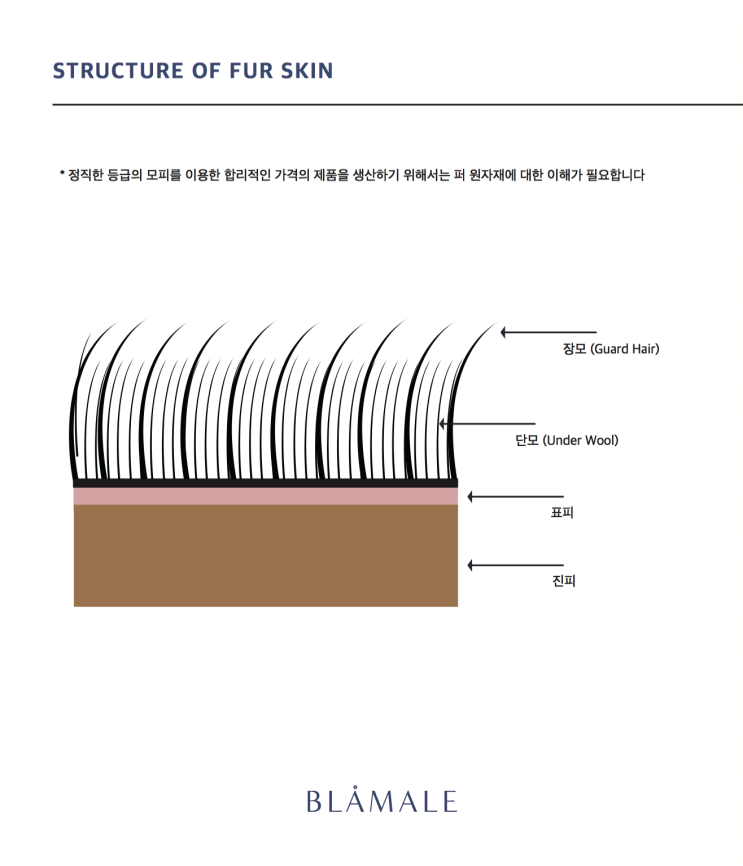 모피 스킨의 구조 / Structure of Fur Skin