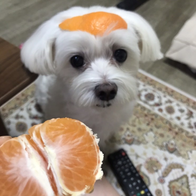  귤을 좋아하는 강아지(동동이)