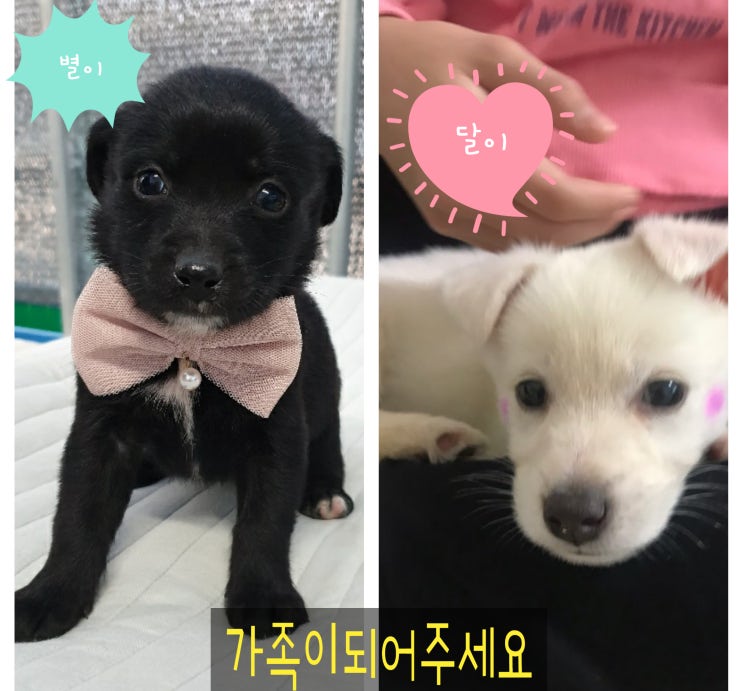 유기견입양. 안락사 전 구조한 시고르자브종 별이. 달이의 가족이 되어주세요. 유기견입양. 안락사 전 구조한 시고르자브종 별이. 달이의 가족이 되어주세요.