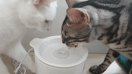 인히어런트 머그 고양이 정수기-조용하고 예쁜 펫정수기