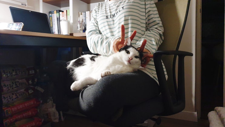  시크한 율이, 무릎냥이로 거듭나다.