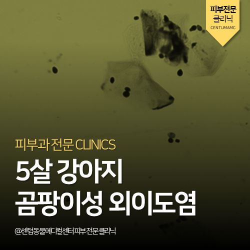  [피부전문진료] 5살 강아지 곰팡이성 외이도염, 감염성 외이도염 (진단관리 동물병원)