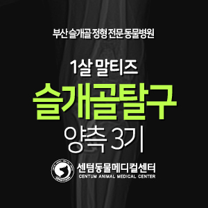 [케이스 소개] 1살 / 말티즈 / 슬개골 탈구 / 양측 3기 (부산 외과박사 수술 동물병원 센텀동물메디컬센터)