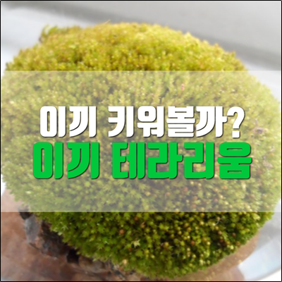 간단하게 이끼 테라리움 만들어보자 간단하게 이끼 테라리움 만들어보자