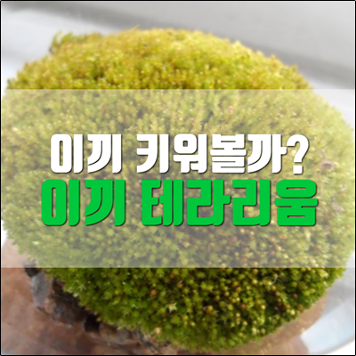 간단하게 이끼 테라리움 만들어보자