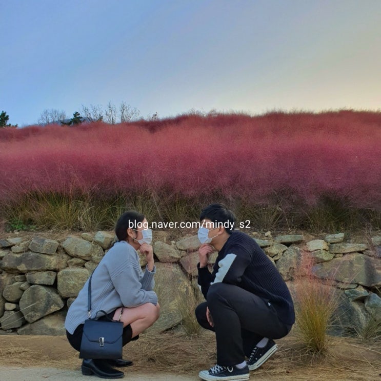 대구 근교 핑크뮬리 칠곡 '가산수피아' 다녀오다