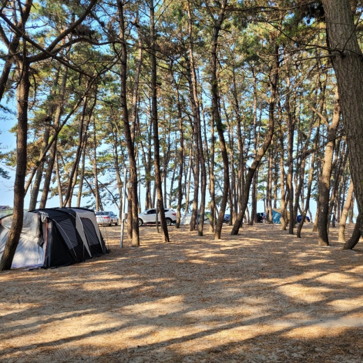  [서천] 1박2일 주말 캠핑 나들이 솔내음 캠핑장