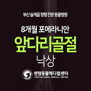  [케이스 소개] 8개월 / 포메라니안 / 앞다리 골절 / 낙상 (부산 요골 요척골 수술 동물병원)