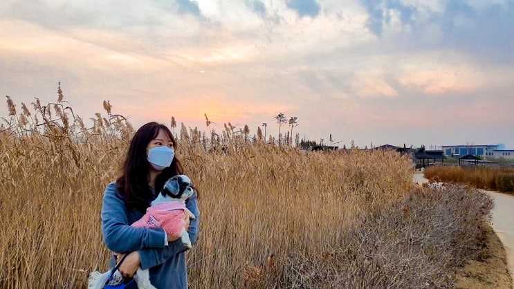  서울 근교 애견 동반, 시흥 갯골생태공원