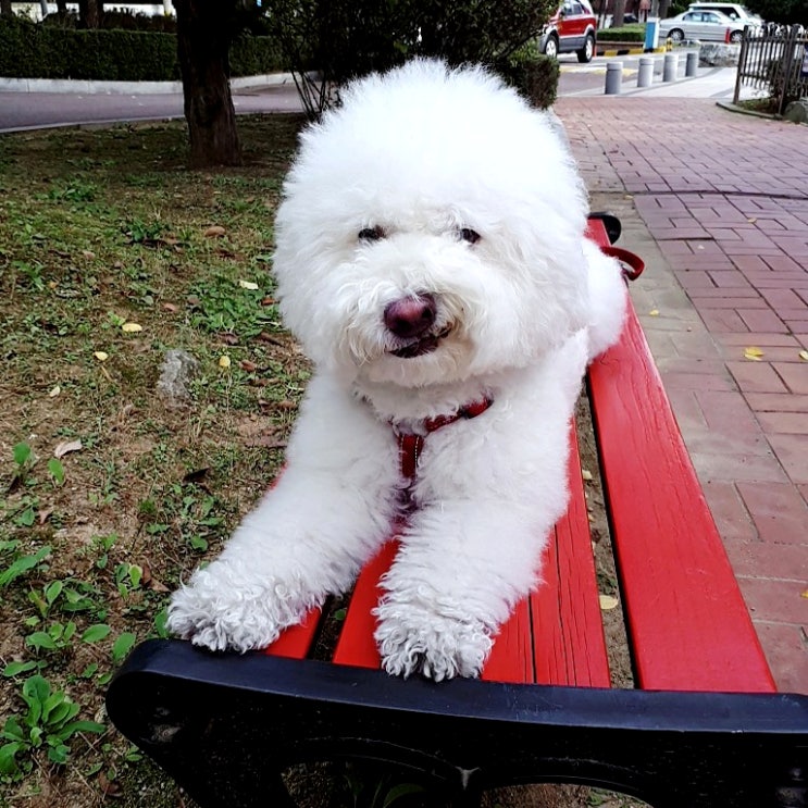 네이티브 스피커는 "설명서대로 하다" "레시피대로 하다" "시키는 대로 하다" 영어로 어떻게 말할까? 네이티브 스피커는 "설명서대로 하다" "레시피대로 하다" "시키는 대로 하다" 영어로 어떻게 말할까?
