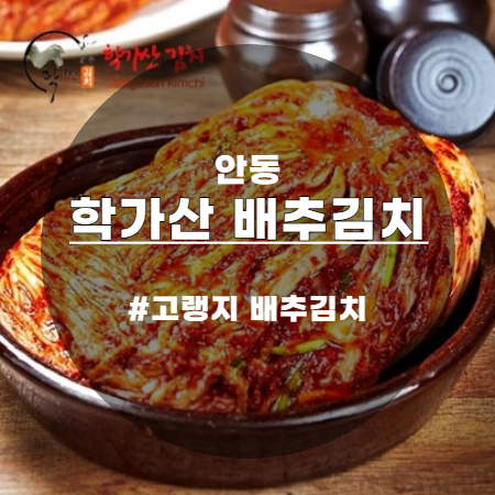  시원하고 아삭한 안동 학가산 김치 고랭지 배추김치