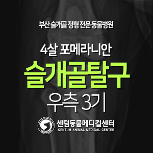  [케이스 소개] 4살 / 포메라니안 / 슬개골 탈구 / 우측 3기 (부산 강아지 무릎 전문 동물병원 센텀동물메디컬센터)