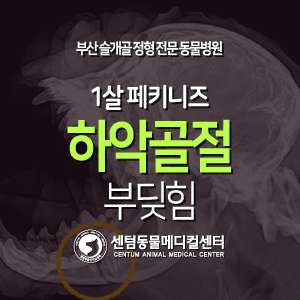  [케이스 소개] 1살 / 페키니즈 / 우측 하악골절 / 부딪힘 (턱골절, Transverse fracture, 와이어 수술)