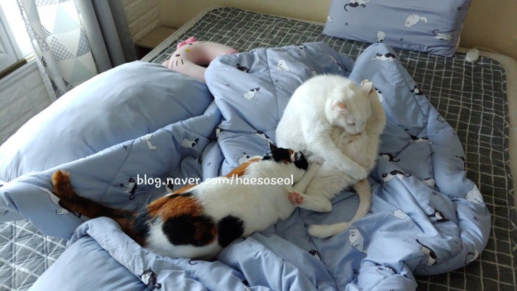  5살 고양이 제순이의 오빠를 향한 사랑(feat.꾹꾹이와 쭙쭙이)