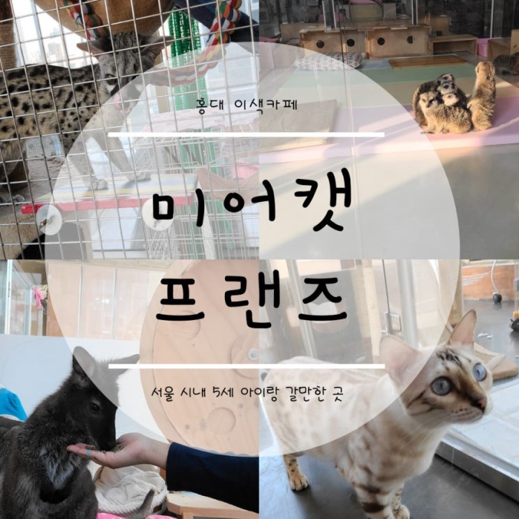 5세 아이랑 갈만한 곳, 홍대 이색카페 미어캣 프랜즈(미어캣 카페) 5세 아이랑 갈만한 곳, 홍대 이색카페 미어캣 프랜즈(미어캣 카페)