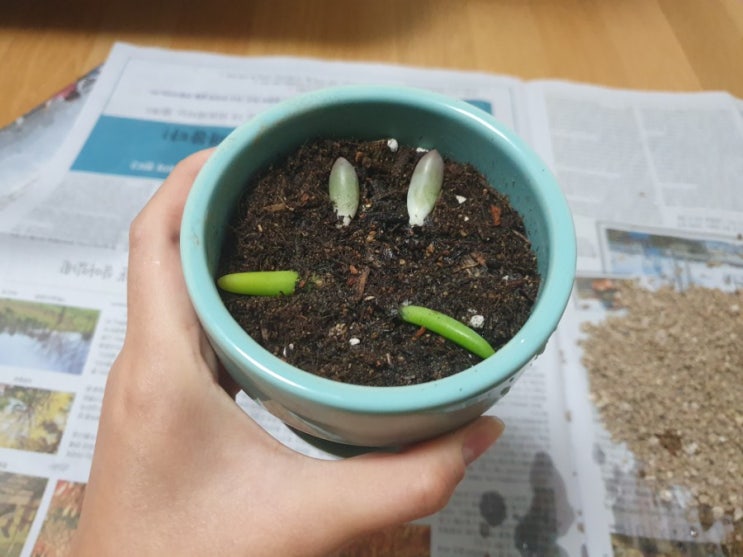 다육이 잎 꽂이 번식시키기! (청솔, 베이비핑거)
