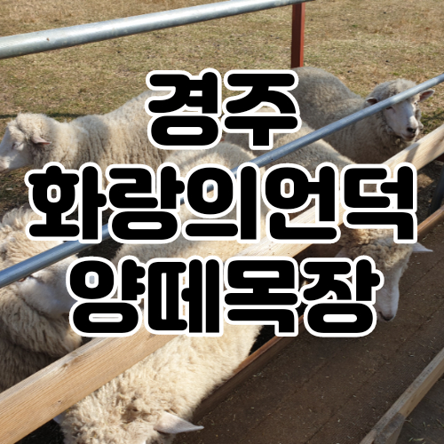 경북경주 아기랑가볼만한곳 화랑의언덕 양떼목장 : 깡통열차, 돼지, 먹이주기체험