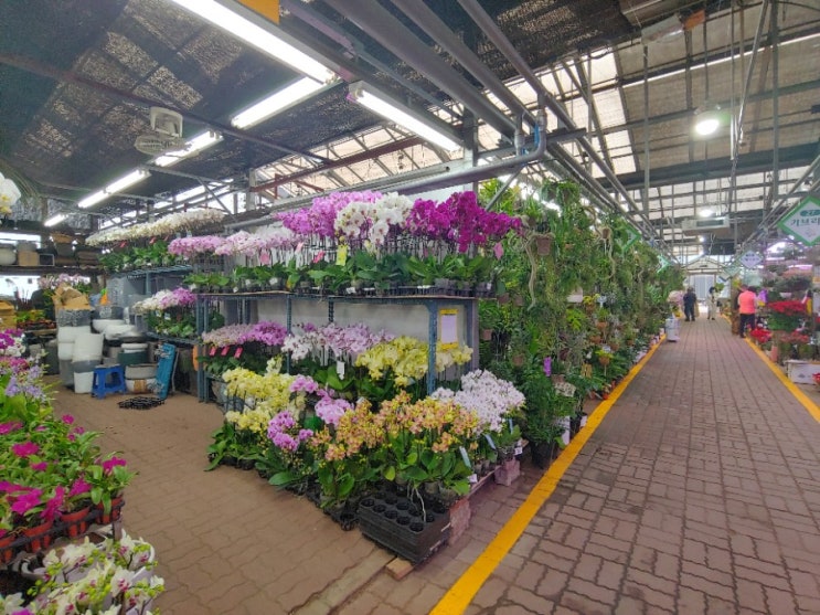 서울에서 꽃아니 식물하면 이 곳 양재꽃시장 구경기
