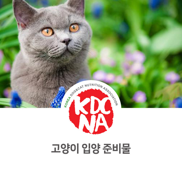  [수원 고양이 펫푸드 수제간식 자격증] 반려묘 집사가 되기 위한 준비물/키우는 방법_656