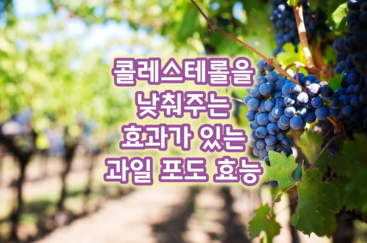  콜레스테롤을 낮춰주는 효과가 있는 과일 포도 효능