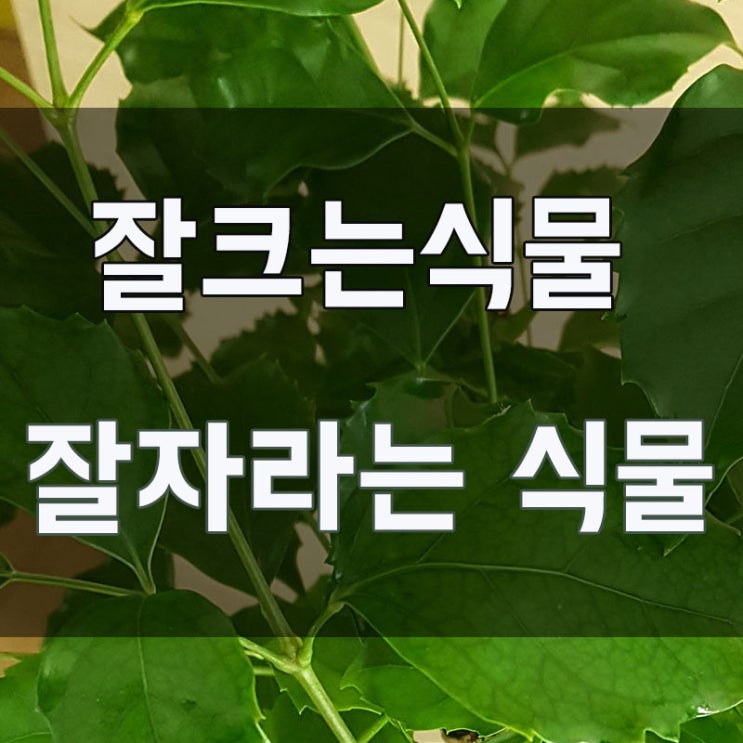  잘자라는 식물, 잘 크는 공기정화식물 찾으시는 분~ 홍콩야자, 해피트리 추천(저희집 화분 보여드려요)